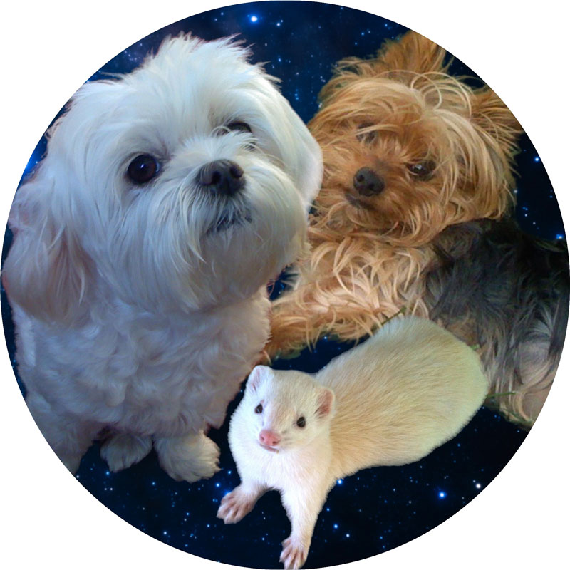 communicate with your pets - Sandra Muller - Love a Crystal - Shamanic practitioner - Channeling - Healer